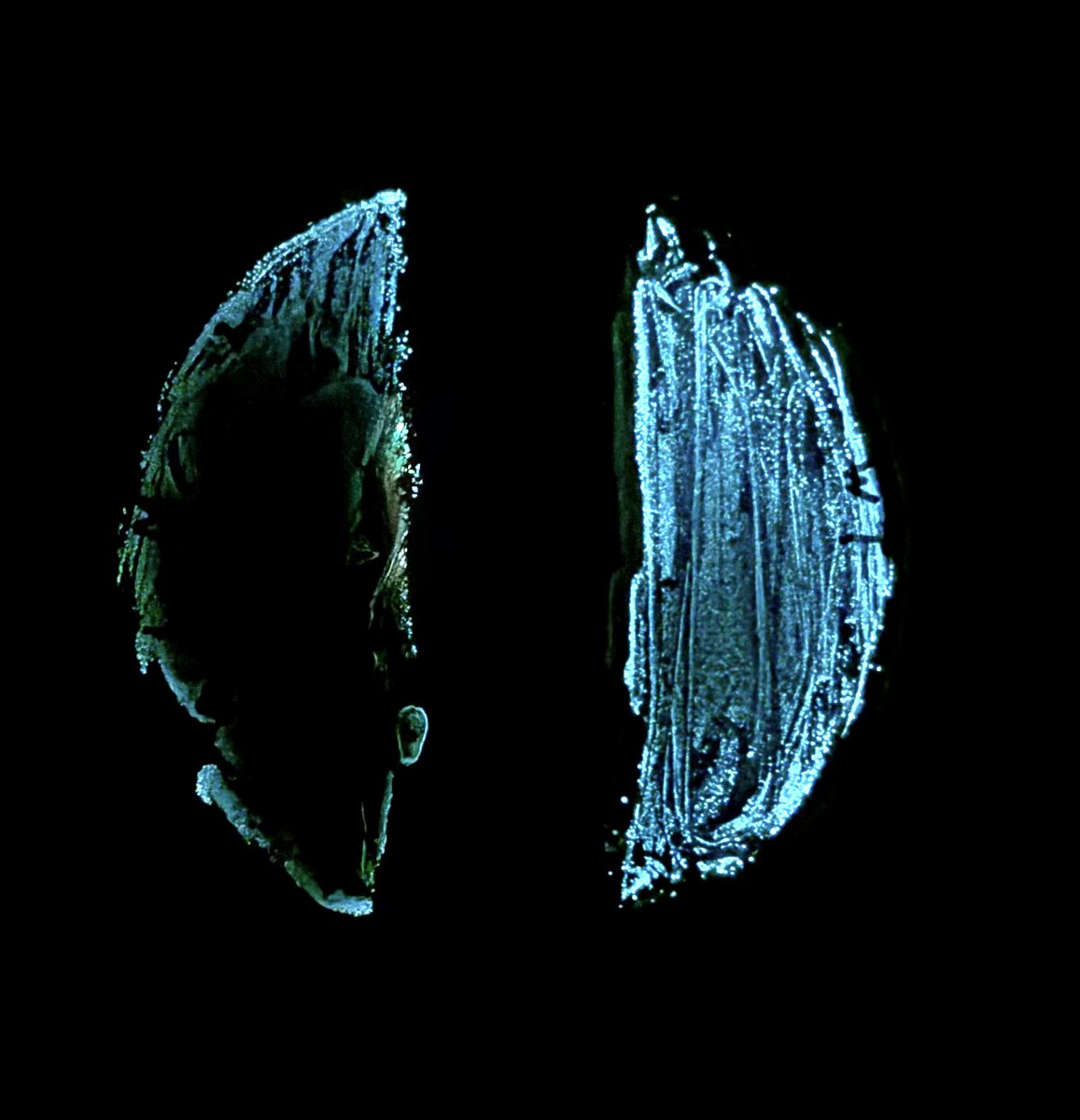 Bioluminescent bacteria